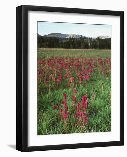 California, Yosemite NP, Indian Paintbrush in Tuolumne Meadows-Christopher Talbot Frank-Framed Photographic Print
