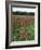 California, Yosemite NP, Indian Paintbrush in Tuolumne Meadows-Christopher Talbot Frank-Framed Photographic Print