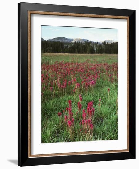 California, Yosemite NP, Indian Paintbrush in Tuolumne Meadows-Christopher Talbot Frank-Framed Photographic Print