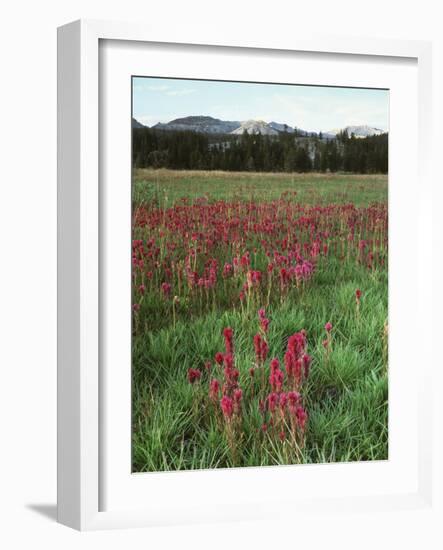 California, Yosemite NP, Indian Paintbrush in Tuolumne Meadows-Christopher Talbot Frank-Framed Photographic Print