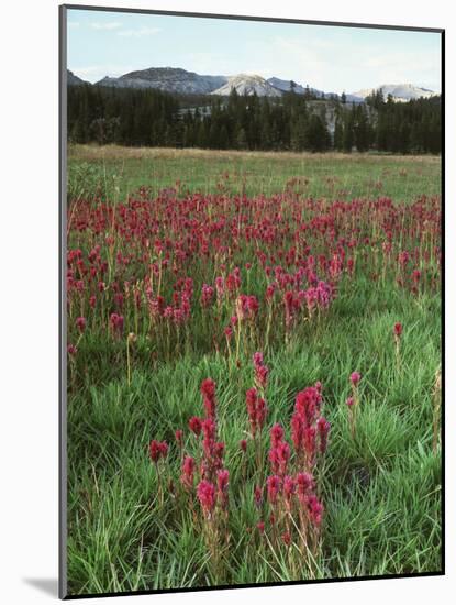 California, Yosemite NP, Indian Paintbrush in Tuolumne Meadows-Christopher Talbot Frank-Mounted Photographic Print