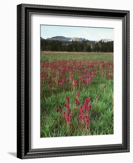 California, Yosemite NP, Indian Paintbrush in Tuolumne Meadows-Christopher Talbot Frank-Framed Photographic Print