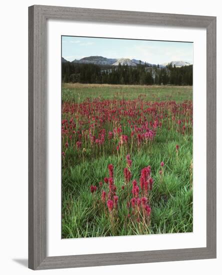 California, Yosemite NP, Indian Paintbrush in Tuolumne Meadows-Christopher Talbot Frank-Framed Photographic Print