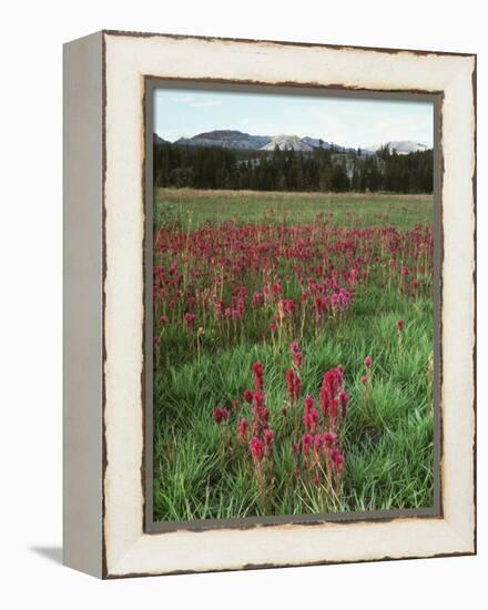 California, Yosemite NP, Indian Paintbrush in Tuolumne Meadows-Christopher Talbot Frank-Framed Premier Image Canvas