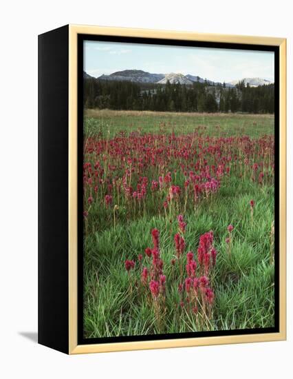 California, Yosemite NP, Indian Paintbrush in Tuolumne Meadows-Christopher Talbot Frank-Framed Premier Image Canvas