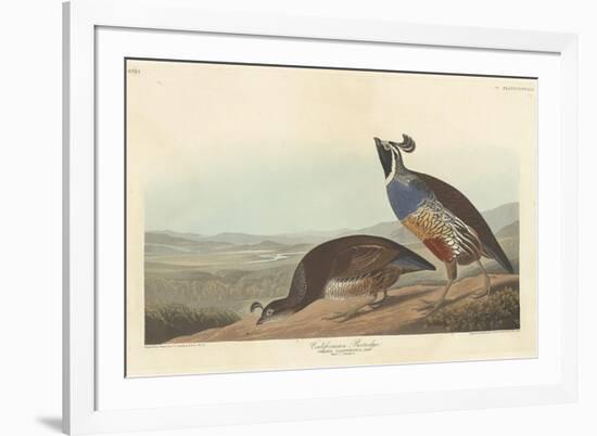 Californian Partridge, 1838-John James Audubon-Framed Giclee Print