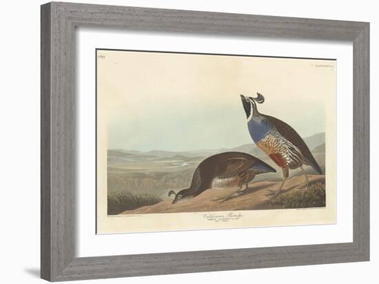 Californian Partridge, 1838-John James Audubon-Framed Giclee Print