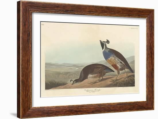 Californian Partridge, 1838-John James Audubon-Framed Giclee Print