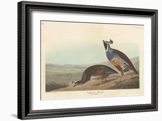 Californian Partridge, 1838-John James Audubon-Framed Giclee Print