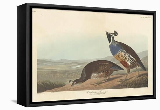 Californian Partridge, 1838-John James Audubon-Framed Premier Image Canvas