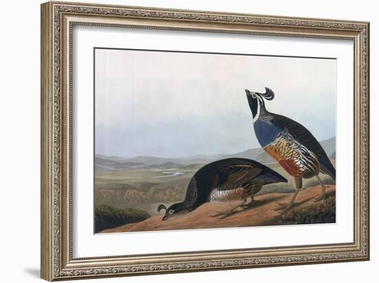 Californian Partridge, from Birds of America, Engraved by Robert Havell-John James Audubon-Framed Giclee Print