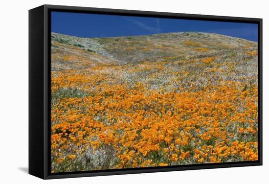 Californian Poppies (Eschscholzia)-Bob Gibbons-Framed Premier Image Canvas