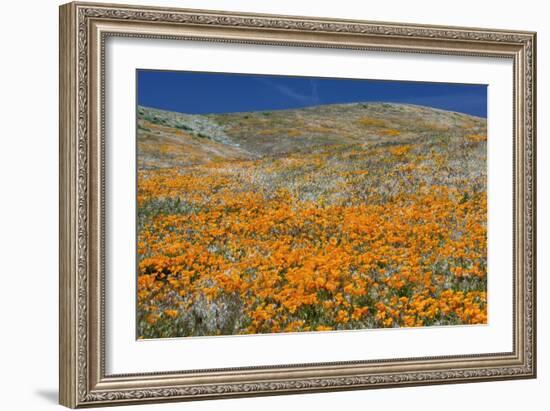 Californian Poppies (Eschscholzia)-Bob Gibbons-Framed Photographic Print