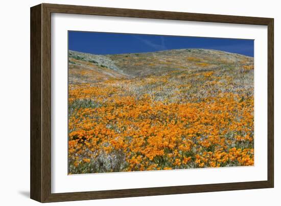 Californian Poppies (Eschscholzia)-Bob Gibbons-Framed Photographic Print