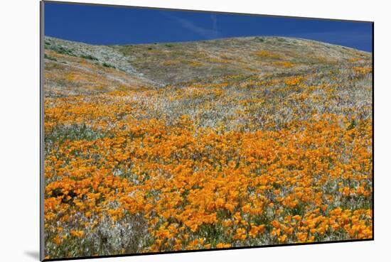 Californian Poppies (Eschscholzia)-Bob Gibbons-Mounted Photographic Print