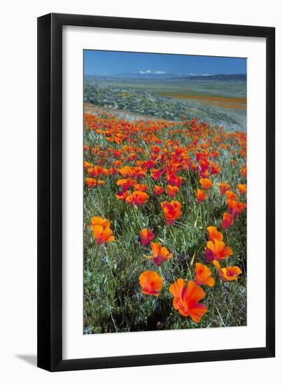 Californian Poppies (Eschscholzia)-Bob Gibbons-Framed Photographic Print