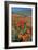 Californian Poppies (Eschscholzia)-Bob Gibbons-Framed Photographic Print