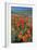 Californian Poppies (Eschscholzia)-Bob Gibbons-Framed Photographic Print