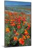 Californian Poppies (Eschscholzia)-Bob Gibbons-Mounted Photographic Print