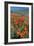 Californian Poppies (Eschscholzia)-Bob Gibbons-Framed Photographic Print