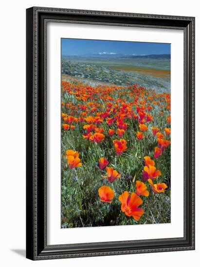 Californian Poppies (Eschscholzia)-Bob Gibbons-Framed Photographic Print