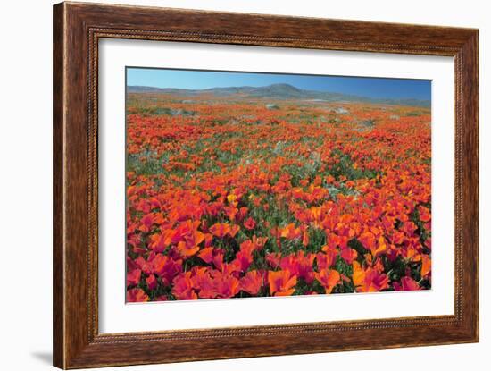 Californian Poppies (Eschscholzia)-Bob Gibbons-Framed Photographic Print