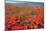 Californian Poppies (Eschscholzia)-Bob Gibbons-Mounted Photographic Print