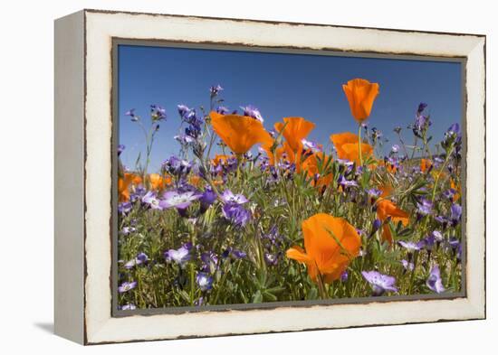 Californian Poppy and Violet Davy Gilia-null-Framed Premier Image Canvas