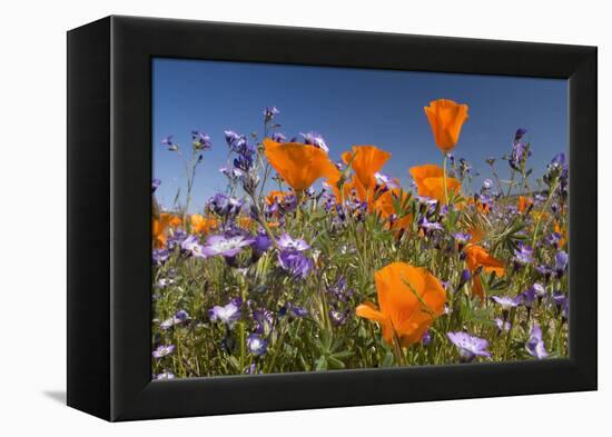 Californian Poppy and Violet Davy Gilia-null-Framed Premier Image Canvas