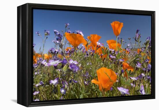 Californian Poppy and Violet Davy Gilia-null-Framed Premier Image Canvas
