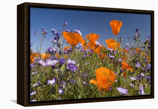 Californian Poppy and Violet Davy Gilia-null-Framed Premier Image Canvas