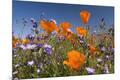 Photographic Print