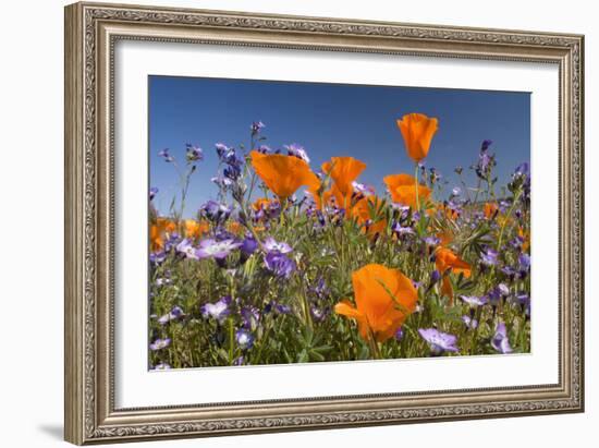 Californian Poppy and Violet Davy Gilia-null-Framed Photographic Print