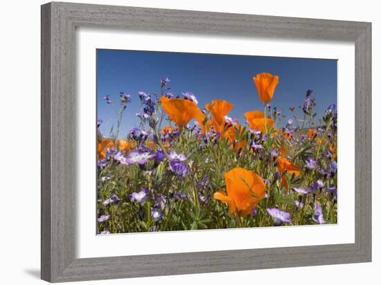 Californian Poppy and Violet Davy Gilia-null-Framed Photographic Print