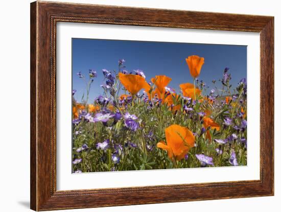 Californian Poppy and Violet Davy Gilia-null-Framed Photographic Print