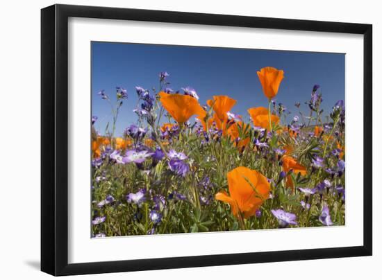 Californian Poppy and Violet Davy Gilia-null-Framed Photographic Print