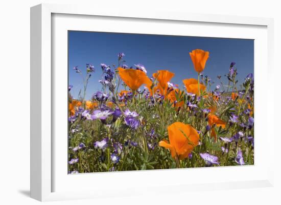 Californian Poppy and Violet Davy Gilia-null-Framed Photographic Print