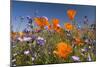 Californian Poppy and Violet Davy Gilia-null-Mounted Photographic Print