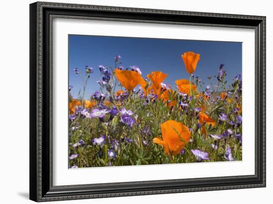 Californian Poppy and Violet Davy Gilia-null-Framed Photographic Print