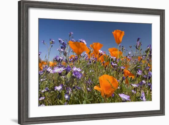 Californian Poppy and Violet Davy Gilia-null-Framed Photographic Print