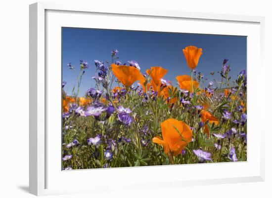 Californian Poppy and Violet Davy Gilia-null-Framed Photographic Print