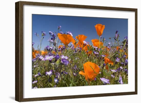 Californian Poppy and Violet Davy Gilia-null-Framed Photographic Print