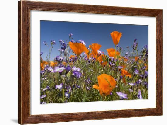 Californian Poppy and Violet Davy Gilia-null-Framed Photographic Print