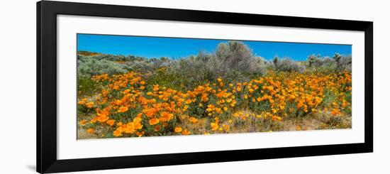 Californian Poppy (Eschscholzia californica) wildflowers in a field, Antelope Valley California...-null-Framed Photographic Print