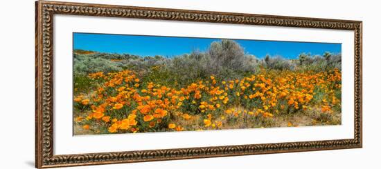 Californian Poppy (Eschscholzia californica) wildflowers in a field, Antelope Valley California...-null-Framed Photographic Print