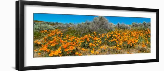 Californian Poppy (Eschscholzia californica) wildflowers in a field, Antelope Valley California...-null-Framed Photographic Print