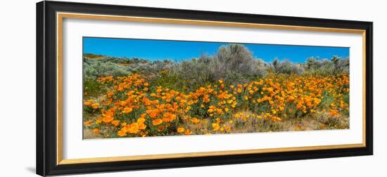 Californian Poppy (Eschscholzia californica) wildflowers in a field, Antelope Valley California...-null-Framed Photographic Print