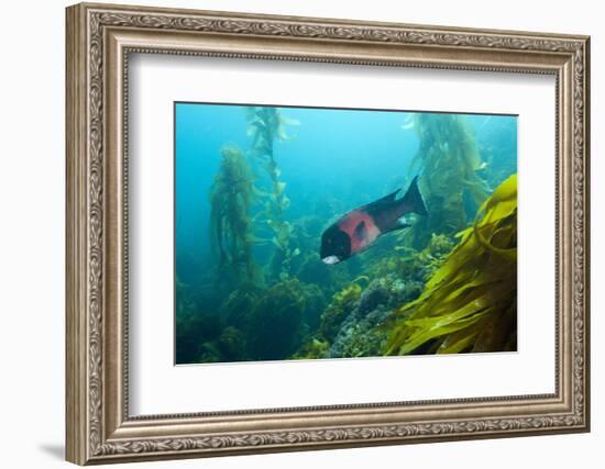 Californian Schweinswrasse, Semicossyphus Pulcher, San Benito Island, Mexico-Reinhard Dirscherl-Framed Photographic Print