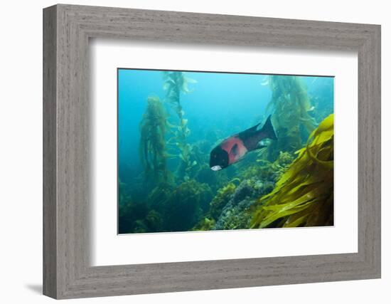 Californian Schweinswrasse, Semicossyphus Pulcher, San Benito Island, Mexico-Reinhard Dirscherl-Framed Photographic Print