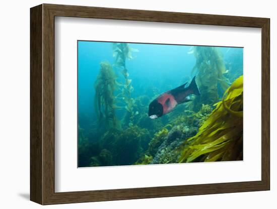 Californian Schweinswrasse, Semicossyphus Pulcher, San Benito Island, Mexico-Reinhard Dirscherl-Framed Photographic Print